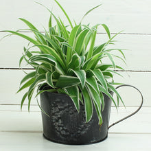 Lade das Bild in den Galerie-Viewer, Blumentopf Blechtasse