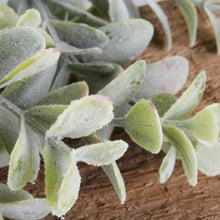 Lade das Bild in den Galerie-Viewer, Eukalyptus-Zweig