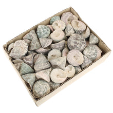 Lade das Bild in den Galerie-Viewer, Deko Muscheln, Schneckenhaus Trochus Stellatus