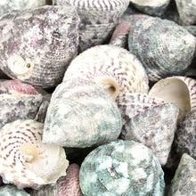 Lade das Bild in den Galerie-Viewer, Deko Muscheln, Schneckenhaus Trochus Stellatus