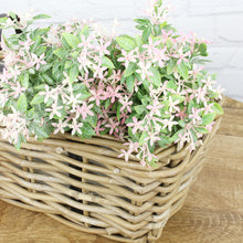 Lade das Bild in den Galerie-Viewer, Balkonkasten Weiden