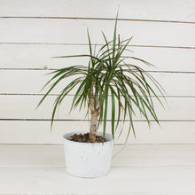 Lade das Bild in den Galerie-Viewer, Blumentopf, Blechtasse Weiß