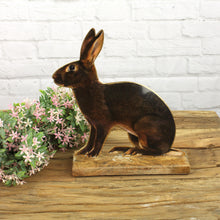 Lade das Bild in den Galerie-Viewer, Hasenfigur sitzend 26 cm, Antique Optik