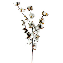 Lade das Bild in den Galerie-Viewer, Bauwoll-Kugel-Zweig, 97 cm Gross mit 18 Blüten
